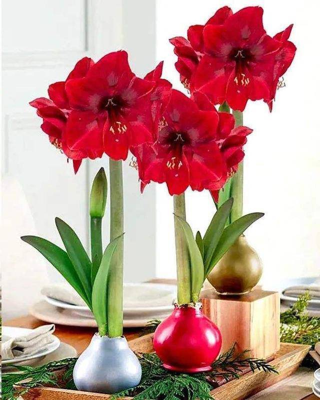 7 cây cảnh "bụng bự", siêu chịu hạn, cả tháng không tưới nước vẫn sống khỏe   - Ảnh 13.