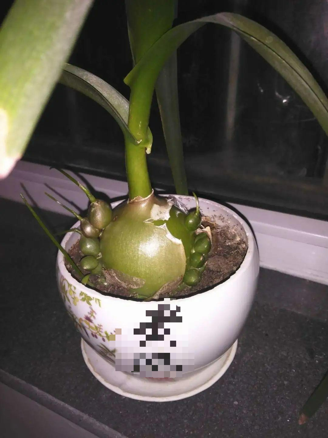 7 cây cảnh "bụng bự", siêu chịu hạn, cả tháng không tưới nước vẫn sống khỏe   - Ảnh 11.