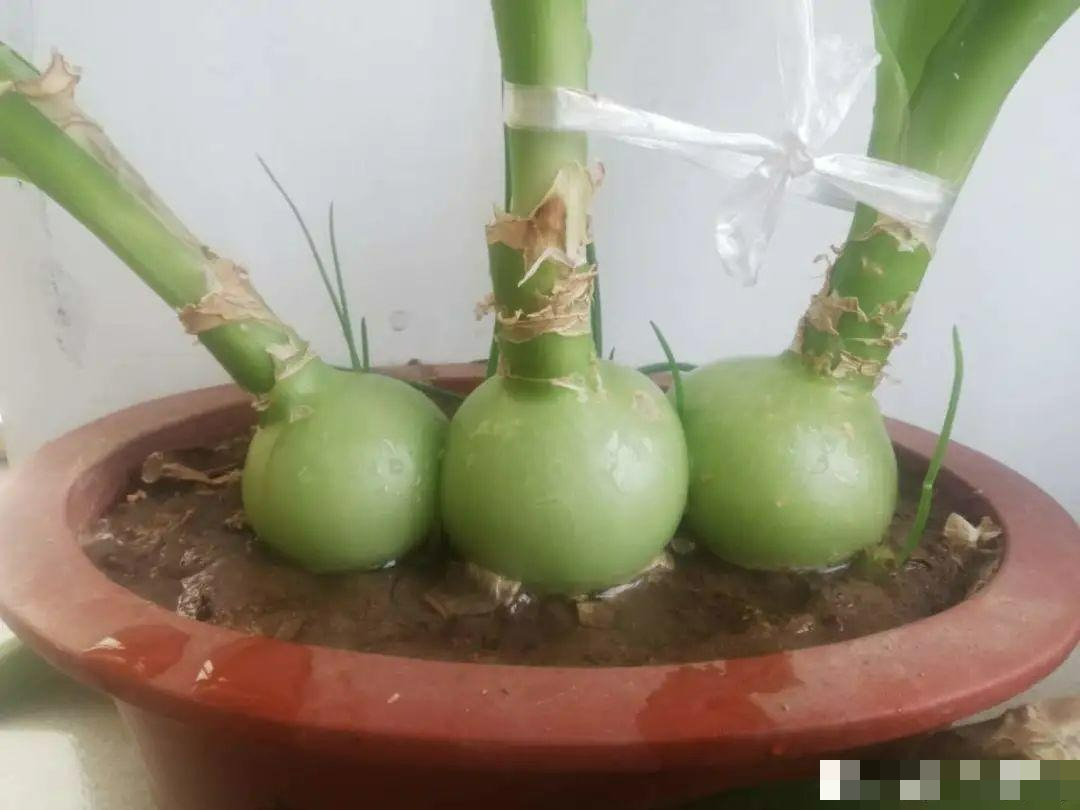 7 cây cảnh "bụng bự", siêu chịu hạn, cả tháng không tưới nước vẫn sống khỏe   - Ảnh 12.