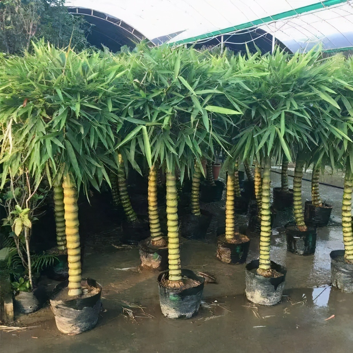 7 cây cảnh "bụng bự", siêu chịu hạn, cả tháng không tưới nước vẫn sống khỏe   - Ảnh 10.