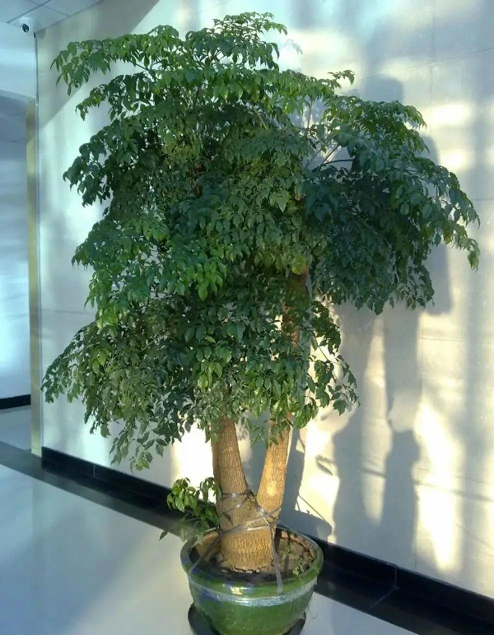 Năm mới sắp đến, trồng ngay 3 cây cảnh "phát lộc" này trong phòng khách, con cháu giàu sang mãi - Ảnh 6.