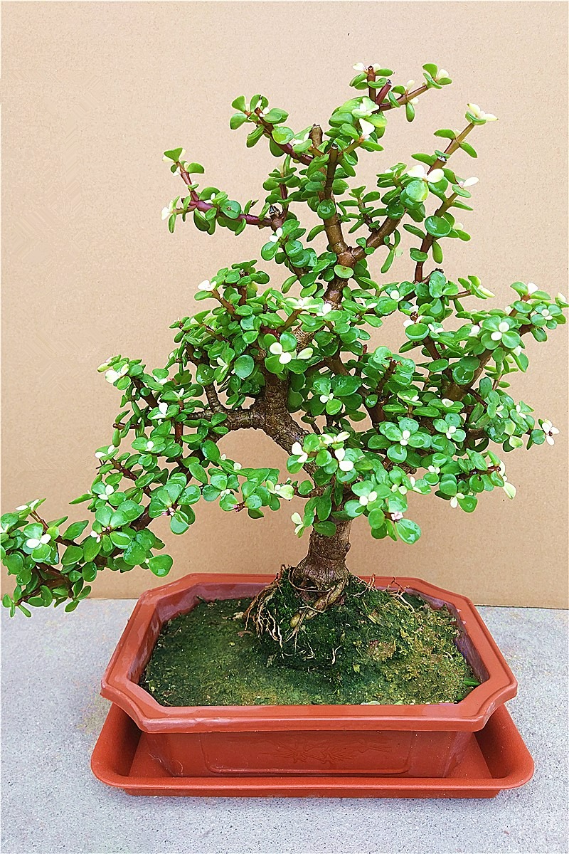 Ngạc nhiên 6 loại cây cảnh "mọng nước" nhỏ xinh, phát triển thành đại thụ, có thể cao đến 7-8m - Ảnh 1. Ngạc nhiên 6 loại cây cảnh "mọng nước" nhỏ xinh, phát triển thành đại thụ, có thể cao đến 7-8m - Ảnh 1.