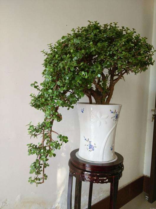 Ngạc nhiên 6 loại cây cảnh "mọng nước" nhỏ xinh, phát triển thành đại thụ, có thể cao đến 7-8m - Ảnh 2. Ngạc nhiên 6 loại cây cảnh "mọng nước" nhỏ xinh, phát triển thành đại thụ, có thể cao đến 7-8m - Ảnh 2.