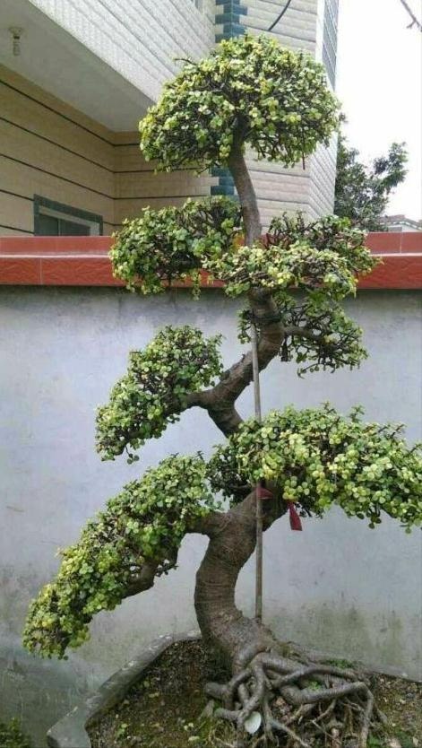Ngạc nhiên 6 loại cây cảnh "mọng nước" nhỏ xinh, phát triển thành đại thụ, có thể cao đến 7-8m - Ảnh 3. Ngạc nhiên 6 loại cây cảnh "mọng nước" nhỏ xinh, phát triển thành đại thụ, có thể cao đến 7-8m - Ảnh 3.