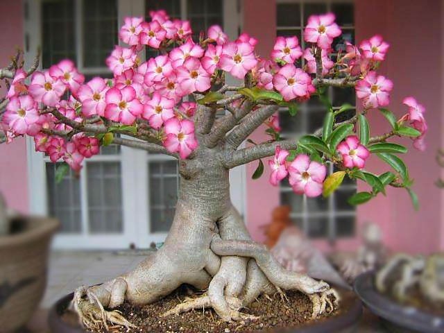 Ngạc nhiên 6 loại cây cảnh "mọng nước" nhỏ xinh, phát triển thành đại thụ, có thể cao đến 7-8m - Ảnh 16. Ngạc nhiên 6 loại cây cảnh "mọng nước" nhỏ xinh, phát triển thành đại thụ, có thể cao đến 7-8m - Ảnh 16.
