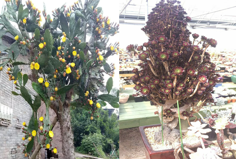 Ngạc nhiên 6 loại cây cảnh "mọng nước" nhỏ xinh, phát triển thành đại thụ, có thể cao đến 7-8m - Ảnh 19. Ngạc nhiên 6 loại cây cảnh "mọng nước" nhỏ xinh, phát triển thành đại thụ, có thể cao đến 7-8m - Ảnh 19.