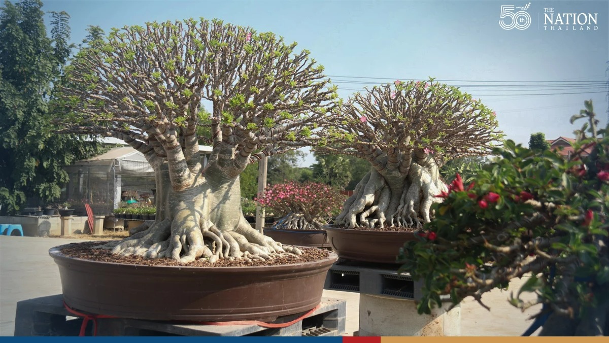 Ngạc nhiên 6 loại cây cảnh "mọng nước" nhỏ xinh, phát triển thành đại thụ, có thể cao đến 7-8m - Ảnh 18. Ngạc nhiên 6 loại cây cảnh "mọng nước" nhỏ xinh, phát triển thành đại thụ, có thể cao đến 7-8m - Ảnh 18.