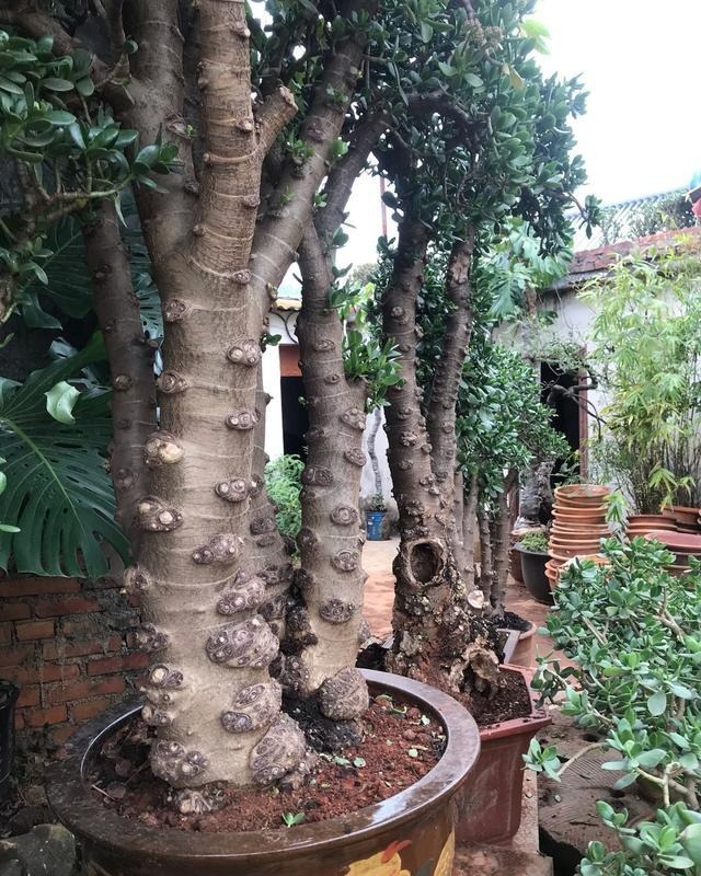 Ngạc nhiên 6 loại cây cảnh "mọng nước" nhỏ xinh, phát triển thành đại thụ, có thể cao đến 7-8m - Ảnh 15. Ngạc nhiên 6 loại cây cảnh "mọng nước" nhỏ xinh, phát triển thành đại thụ, có thể cao đến 7-8m - Ảnh 15.