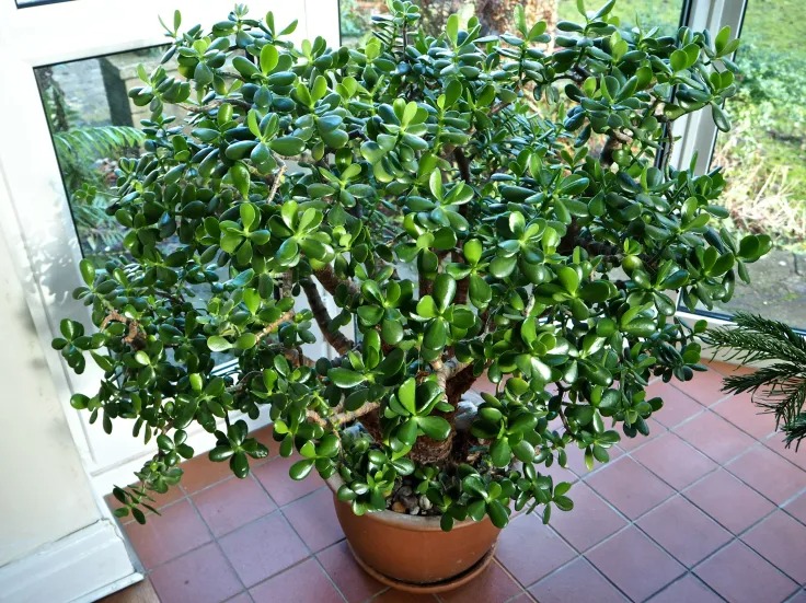 Ngạc nhiên 6 loại cây cảnh "mọng nước" nhỏ xinh, phát triển thành đại thụ, có thể cao đến 7-8m - Ảnh 13. Ngạc nhiên 6 loại cây cảnh "mọng nước" nhỏ xinh, phát triển thành đại thụ, có thể cao đến 7-8m - Ảnh 13.