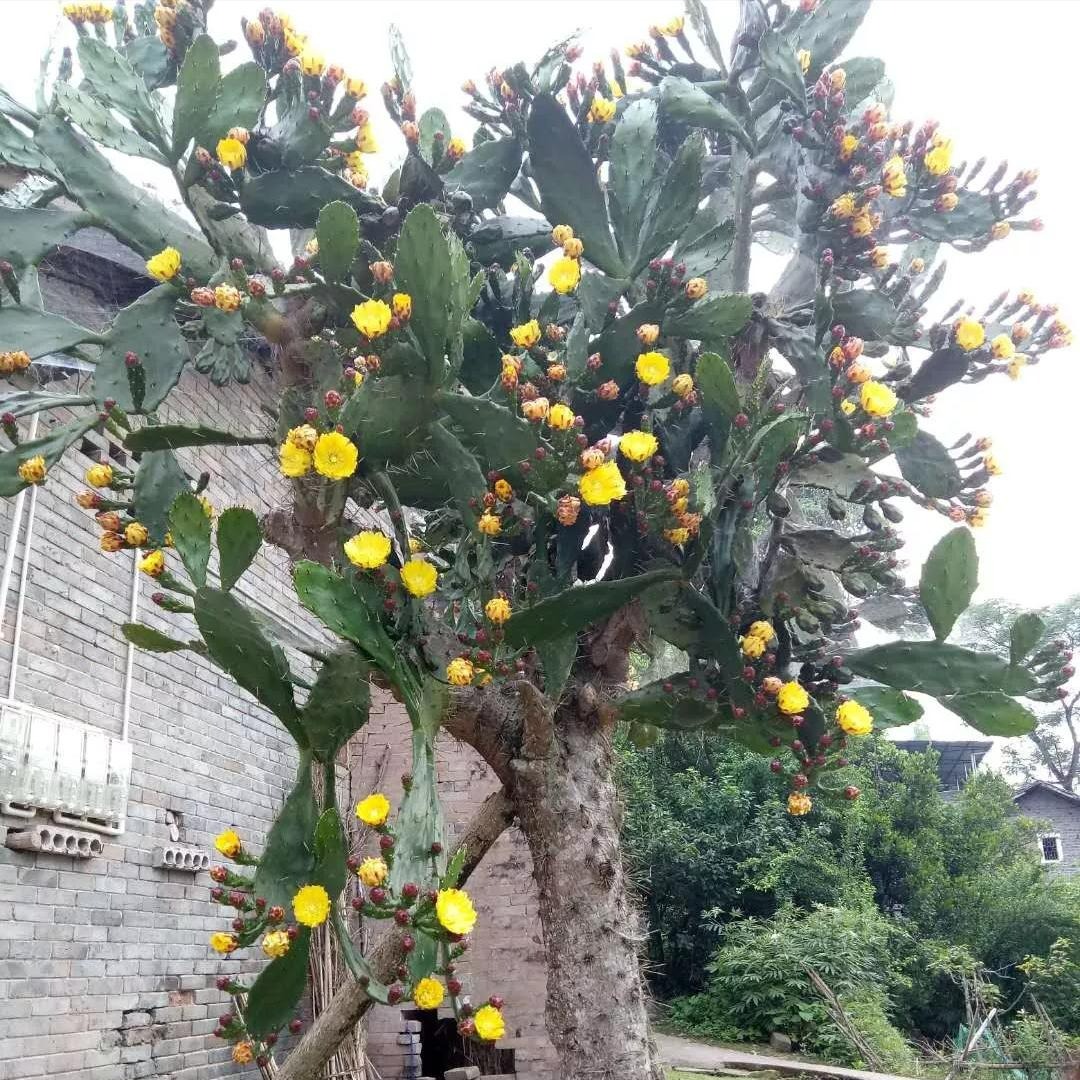Ngạc nhiên 6 loại cây cảnh "mọng nước" nhỏ xinh, phát triển thành đại thụ, có thể cao đến 7-8m - Ảnh 8. Ngạc nhiên 6 loại cây cảnh "mọng nước" nhỏ xinh, phát triển thành đại thụ, có thể cao đến 7-8m - Ảnh 8.