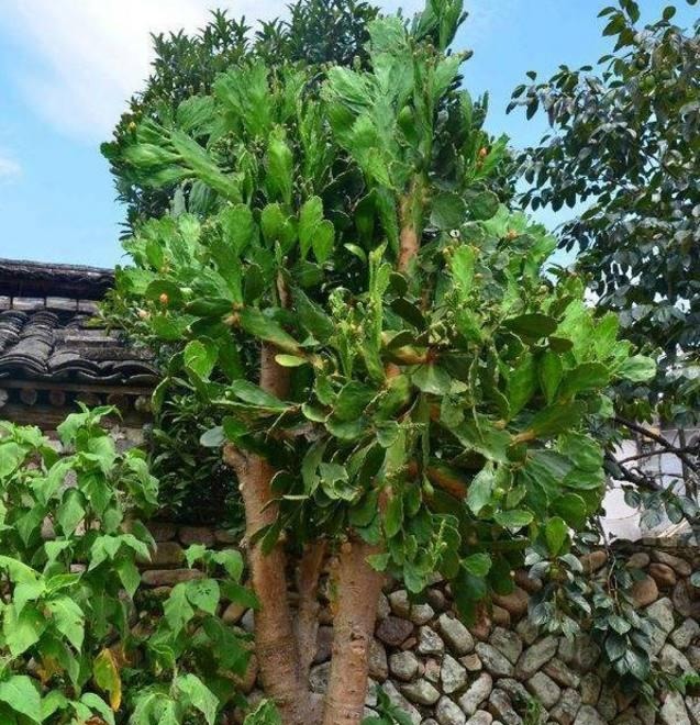 Ngạc nhiên 6 loại cây cảnh "mọng nước" nhỏ xinh, phát triển thành đại thụ, có thể cao đến 7-8m - Ảnh 7. Ngạc nhiên 6 loại cây cảnh "mọng nước" nhỏ xinh, phát triển thành đại thụ, có thể cao đến 7-8m - Ảnh 7.