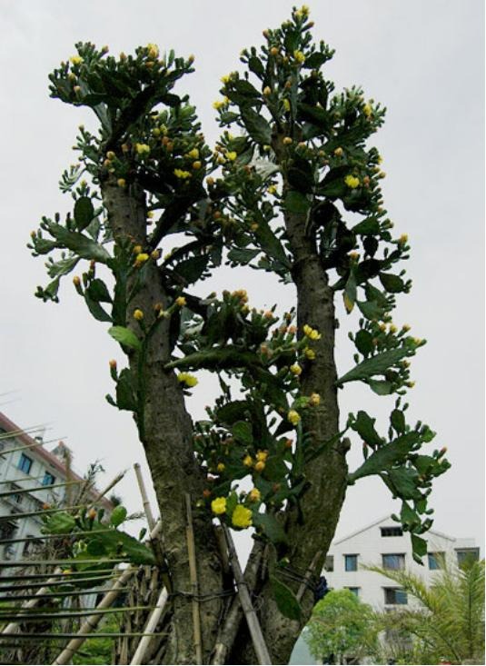 Ngạc nhiên 6 loại cây cảnh "mọng nước" nhỏ xinh, phát triển thành đại thụ, có thể cao đến 7-8m - Ảnh 9. Ngạc nhiên 6 loại cây cảnh "mọng nước" nhỏ xinh, phát triển thành đại thụ, có thể cao đến 7-8m - Ảnh 9.