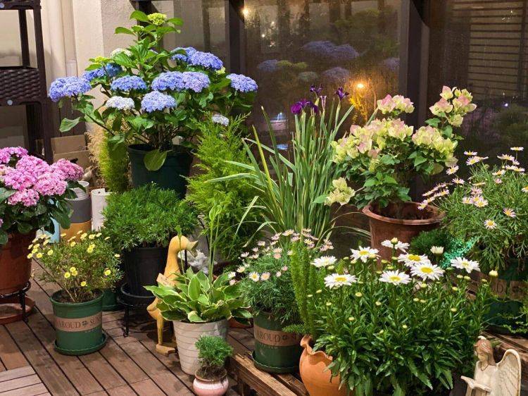 Đừng trồng cây cảnh kiểu "bày gian hàng", người hiểu hoa sẽ làm khác - Ảnh 4. Đừng trồng cây cảnh kiểu "bày gian hàng", người hiểu hoa sẽ làm khác - Ảnh 4.
