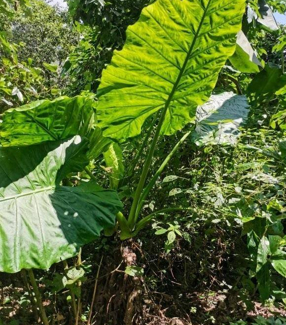 Nâng tầm phòng khách bằng 4 cây cảnh lớn, xanh mướt đầu xuân mới - Ảnh 2.