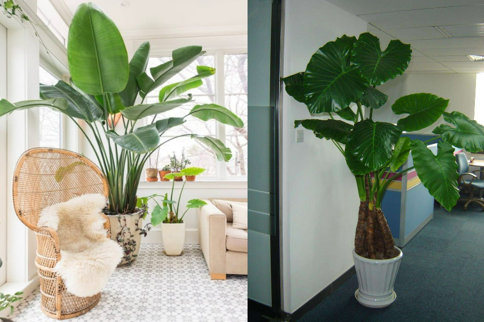 Nâng tầm phòng khách bằng 4 cây cảnh lớn, xanh mướt đầu xuân mới - Ảnh 1.