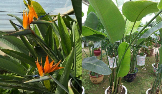 Nâng tầm phòng khách bằng 4 cây cảnh lớn, xanh mướt đầu xuân mới - Ảnh 6.