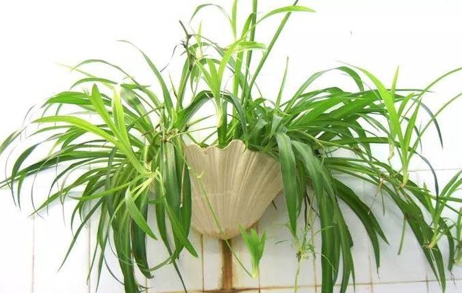 "Bắt bệnh" cho cây cảnh vào mùa xuân, thấy hiện tượng này nhất định phải phải đổi chậu ngay - Ảnh 1.