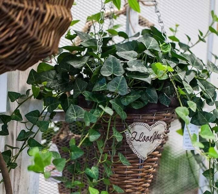 "Bắt bệnh" cho cây cảnh vào mùa xuân, thấy hiện tượng này nhất định phải phải đổi chậu ngay - Ảnh 2.