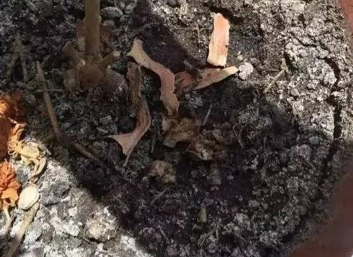 "Bắt bệnh" cho cây cảnh vào mùa xuân, thấy hiện tượng này nhất định phải phải đổi chậu ngay - Ảnh 4.