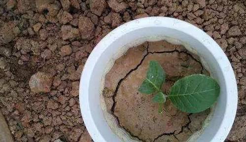 "Bắt bệnh" cho cây cảnh vào mùa xuân, thấy hiện tượng này nhất định phải phải đổi chậu ngay - Ảnh 5.