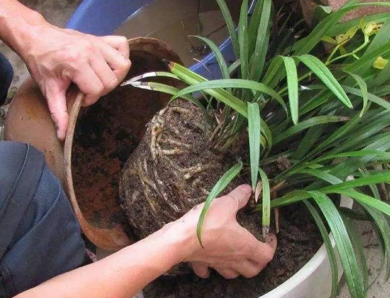 "Bắt bệnh" cho cây cảnh vào mùa xuân, thấy hiện tượng này nhất định phải phải đổi chậu ngay - Ảnh 6.