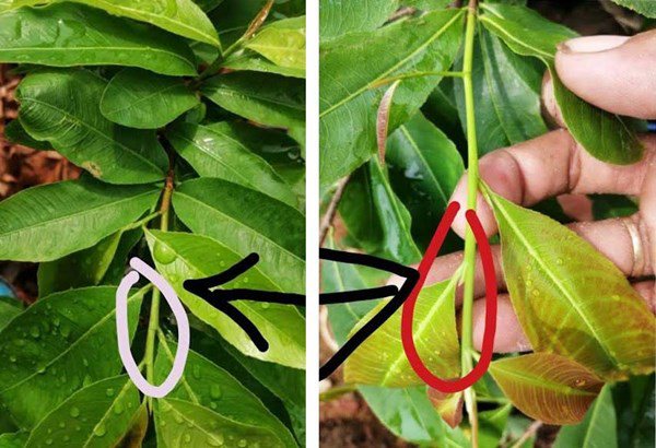 Cho cây cảnh "uống" 3 thuốc này, cây lớn nhanh như thổi, hoa nở thành thảm - Ảnh 2. Cho cây cảnh "uống" 3 thuốc này, cây lớn nhanh như thổi, hoa nở thành thảm - Ảnh 2.