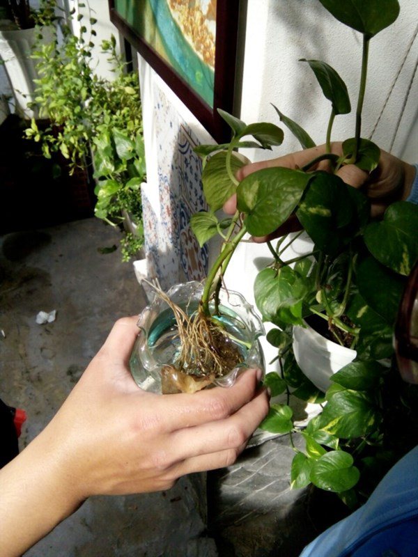 Cho cây cảnh "uống" 3 thuốc này, cây lớn nhanh như thổi, hoa nở thành thảm - Ảnh 3. Cho cây cảnh "uống" 3 thuốc này, cây lớn nhanh như thổi, hoa nở thành thảm - Ảnh 3.
