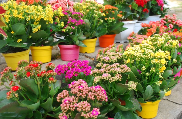 3 thứ vứt đi này khiến cho cây cảnh tươi tốt bất ngờ không mất 1 xu, không cần phân bón - Ảnh 1. 3 thứ vứt đi này khiến cho cây cảnh tươi tốt bất ngờ không mất 1 xu, không cần phân bón - Ảnh 1.