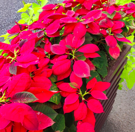 "Nhìn chằm chằm" mà cây cảnh vẫn phát triển kém, đó là vì bạn làm sai 3 điều  - Ảnh 4.