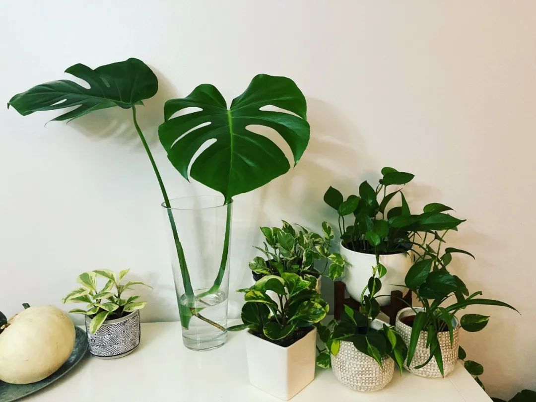 "Nhìn chằm chằm" mà cây cảnh vẫn phát triển kém, đó là vì bạn làm sai 3 điều  - Ảnh 2.