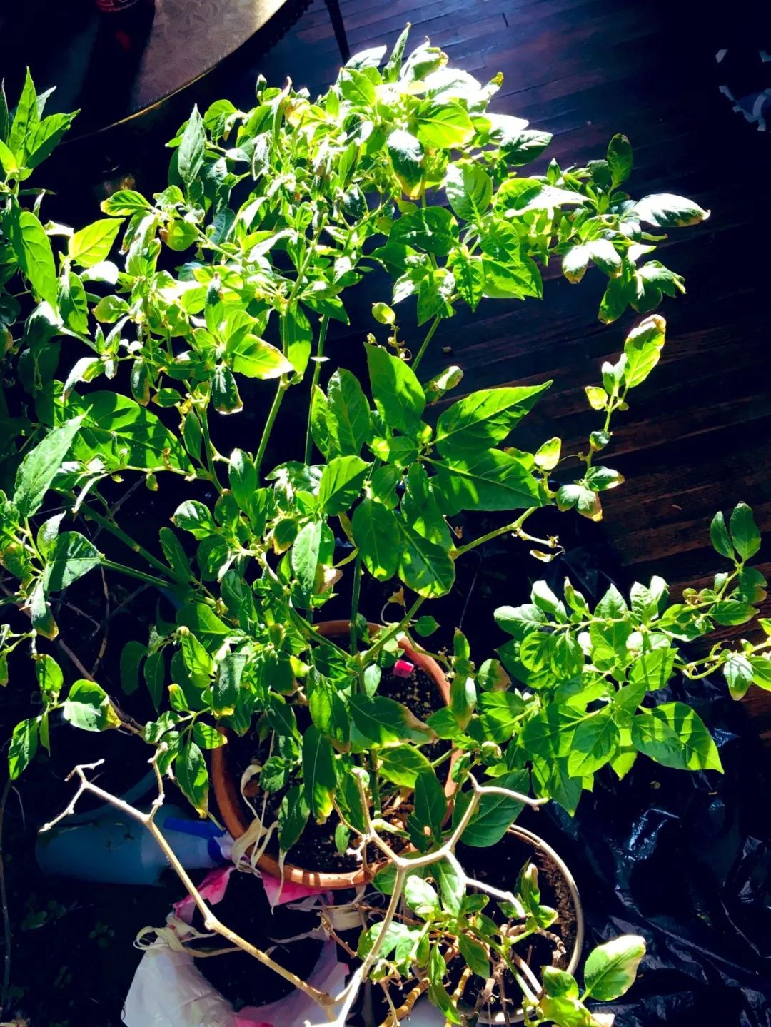 "Nhìn chằm chằm" mà cây cảnh vẫn phát triển kém, đó là vì bạn làm sai 3 điều  - Ảnh 3.