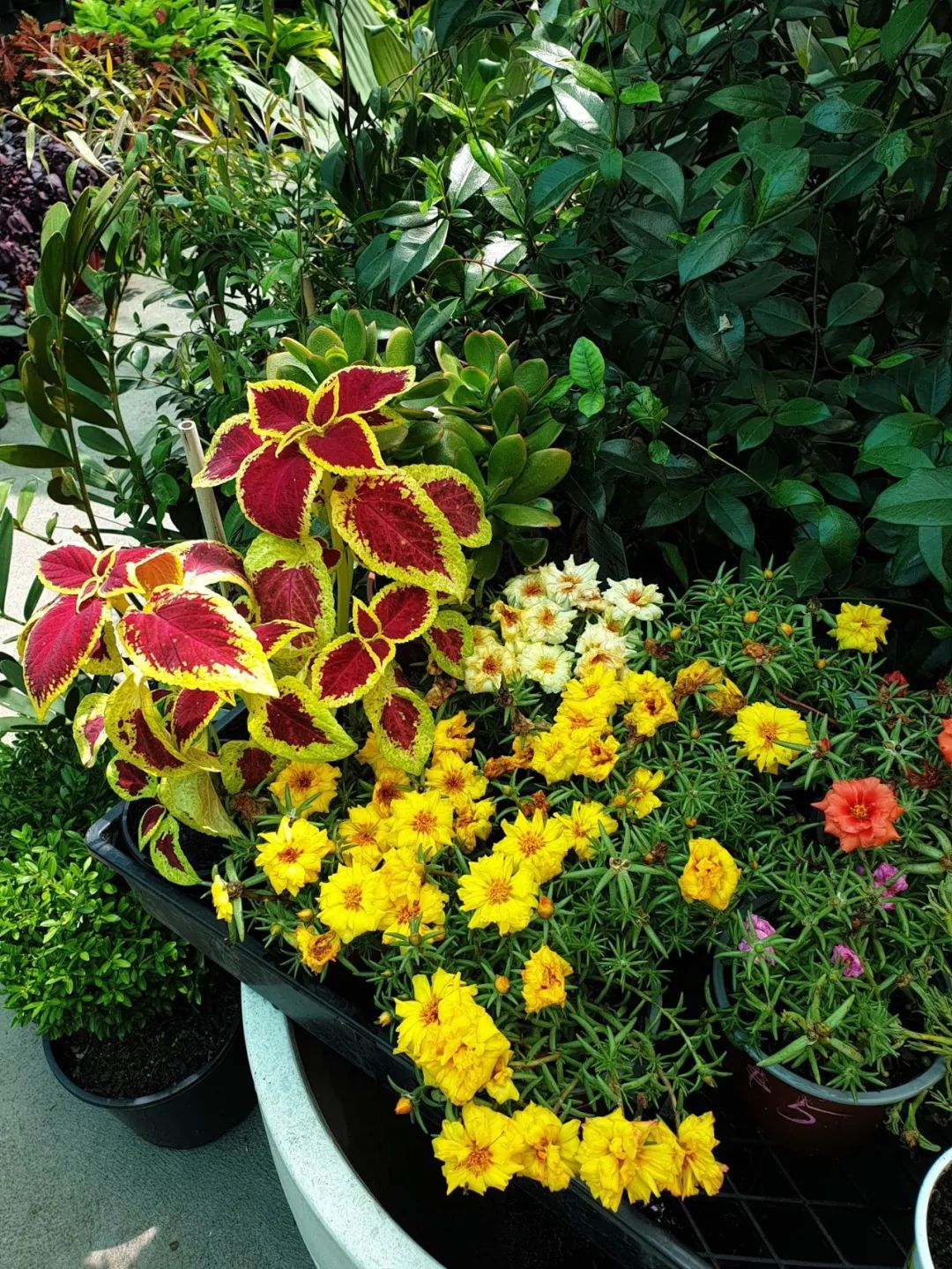 "Nhìn chằm chằm" mà cây cảnh vẫn phát triển kém, đó là vì bạn làm sai 3 điều  - Ảnh 5.