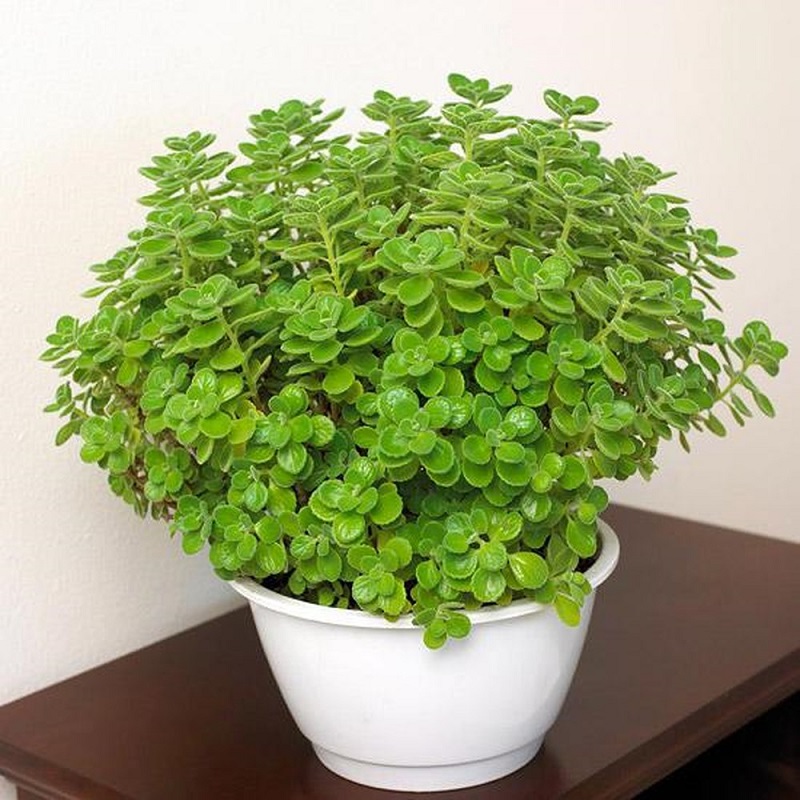 7 cây cảnh trong nhà tốt cho sức khỏe, đẹp, dễ nuôi lại còn... ăn ngon - Ảnh 6. 7 cây cảnh trong nhà tốt cho sức khỏe, đẹp, dễ nuôi lại còn... ăn ngon - Ảnh 6.