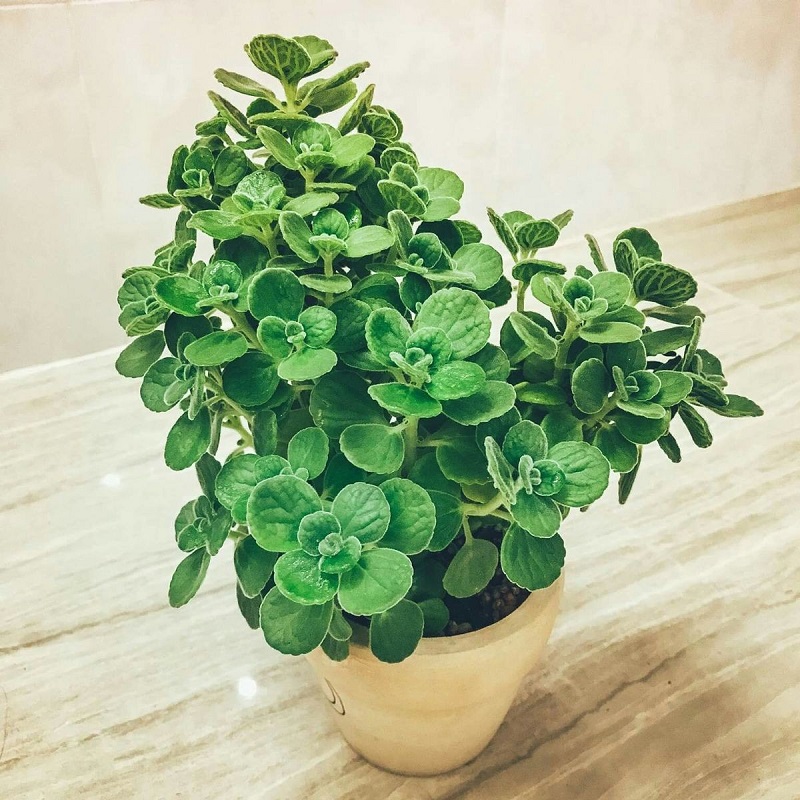7 cây cảnh trong nhà tốt cho sức khỏe, đẹp, dễ nuôi lại còn... ăn ngon - Ảnh 7. 7 cây cảnh trong nhà tốt cho sức khỏe, đẹp, dễ nuôi lại còn... ăn ngon - Ảnh 7.