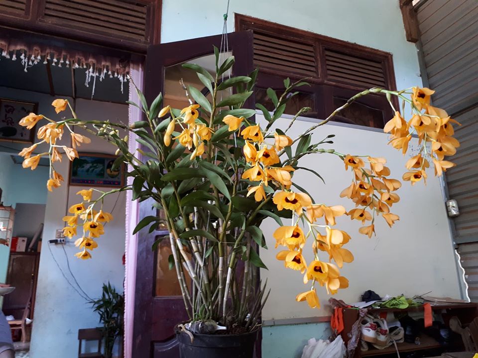 7 cây cảnh trong nhà tốt cho sức khỏe, đẹp, dễ nuôi lại còn... ăn ngon - Ảnh 4. 7 cây cảnh trong nhà tốt cho sức khỏe, đẹp, dễ nuôi lại còn... ăn ngon - Ảnh 4.
