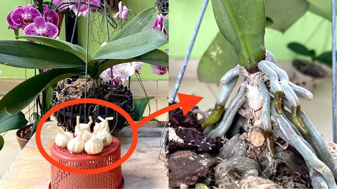 Tỏi đập dập ném vào chậu hoa, chồi non nhú lên liên tục, hoa lá ngày càng tươi tốt - Ảnh 2. Tỏi đập dập ném vào chậu hoa, chồi non nhú lên liên tục, hoa lá ngày càng tươi tốt - Ảnh 2.