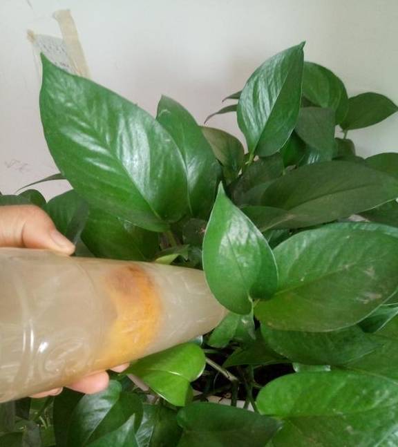 Để cây cảnh ra hoa rực rỡ, không cần mua phân bón, kiếm trong bếp là đủ "đạm, lân, kali" - Ảnh 5.