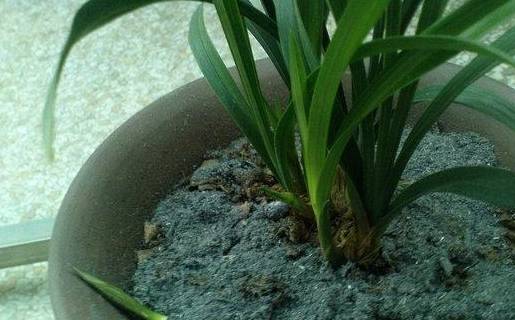 Để cây cảnh ra hoa rực rỡ, không cần mua phân bón, kiếm trong bếp là đủ "đạm, lân, kali" - Ảnh 7.