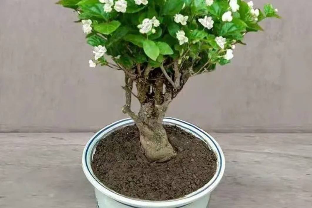 Mùa xuân, trồng cây cảnh hoa trắng muốt, thơm ngát này phải nhớ 4 điểm mấu chốt - Ảnh 2.