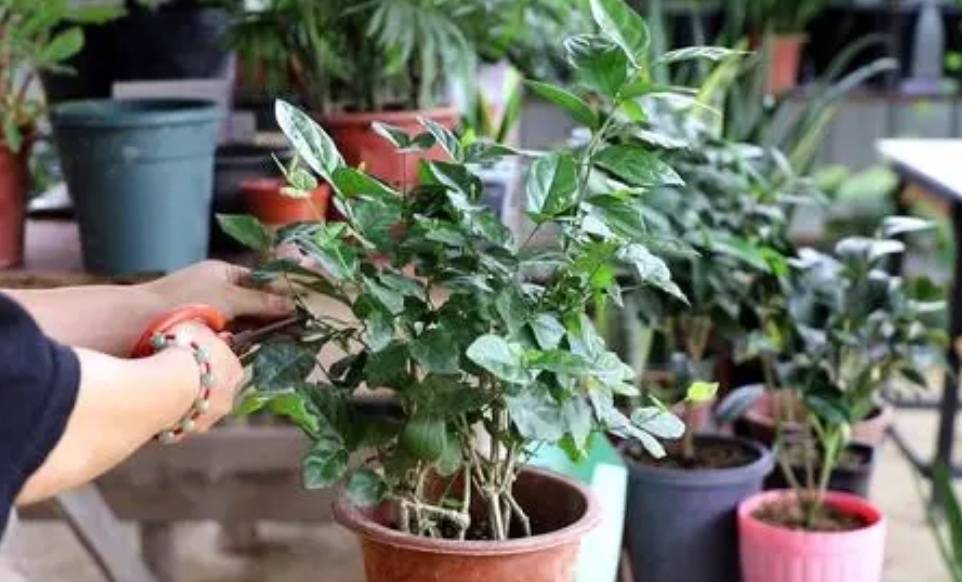 Mùa xuân, trồng cây cảnh hoa trắng muốt, thơm ngát này phải nhớ 4 điểm mấu chốt - Ảnh 3.