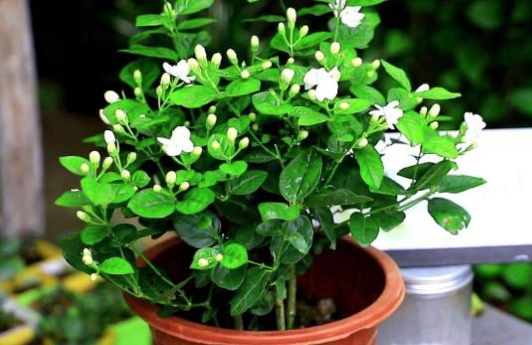 Mùa xuân, trồng cây cảnh hoa trắng muốt, thơm ngát này phải nhớ 4 điểm mấu chốt - Ảnh 4.