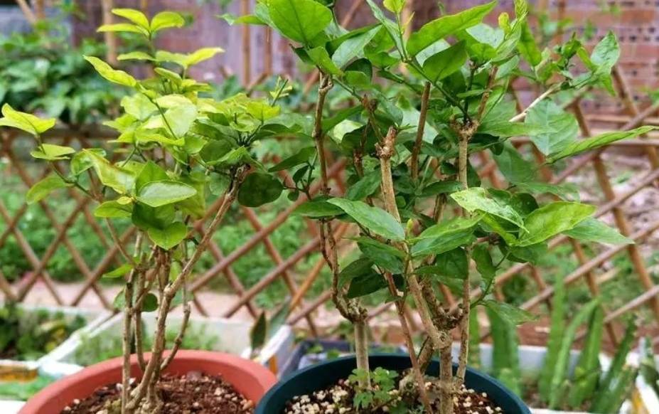 Mùa xuân, trồng cây cảnh hoa trắng muốt, thơm ngát này phải nhớ 4 điểm mấu chốt - Ảnh 5.