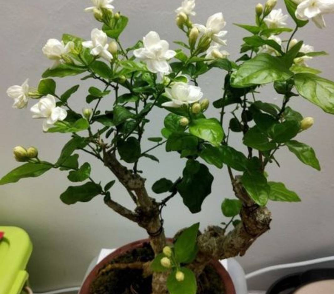 Mùa xuân, trồng cây cảnh hoa trắng muốt, thơm ngát này phải nhớ 4 điểm mấu chốt - Ảnh 1.