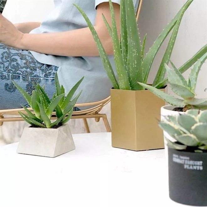 Đừng trồng cây bừa bãi trong phòng ngủ, đây là 4 loại cây thôi miên, lọc không khí ban đêm - Ảnh 2. Đừng trồng cây bừa bãi trong phòng ngủ, đây là 4 loại cây thôi miên, lọc không khí ban đêm - Ảnh 2.