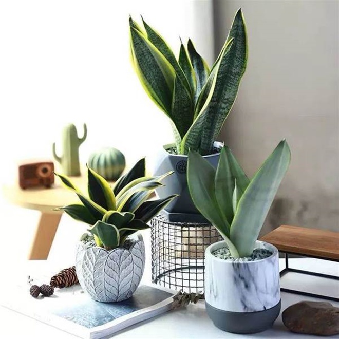 Đừng trồng cây bừa bãi trong phòng ngủ, đây là 4 loại cây thôi miên, lọc không khí ban đêm - Ảnh 3. Đừng trồng cây bừa bãi trong phòng ngủ, đây là 4 loại cây thôi miên, lọc không khí ban đêm - Ảnh 3.