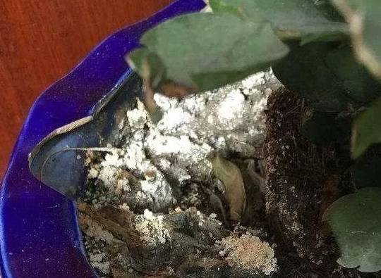Chậu cây cảnh xuất hiện 6 điều này cần phải "cấp cứu" ngay - Ảnh 5. Chậu cây cảnh xuất hiện 6 điều này cần phải "cấp cứu" ngay - Ảnh 5.