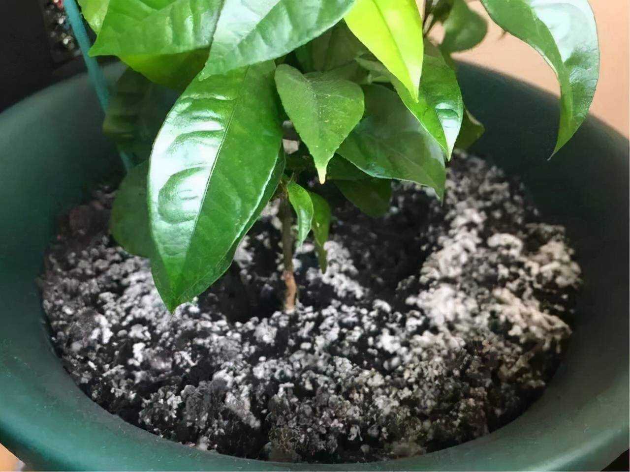 Chậu cây cảnh xuất hiện 6 điều này cần phải "cấp cứu" ngay - Ảnh 2. Chậu cây cảnh xuất hiện 6 điều này cần phải "cấp cứu" ngay - Ảnh 2.