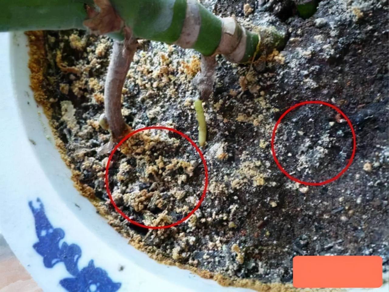 Chậu cây cảnh xuất hiện 6 điều này cần phải "cấp cứu" ngay - Ảnh 4. Chậu cây cảnh xuất hiện 6 điều này cần phải "cấp cứu" ngay - Ảnh 4.