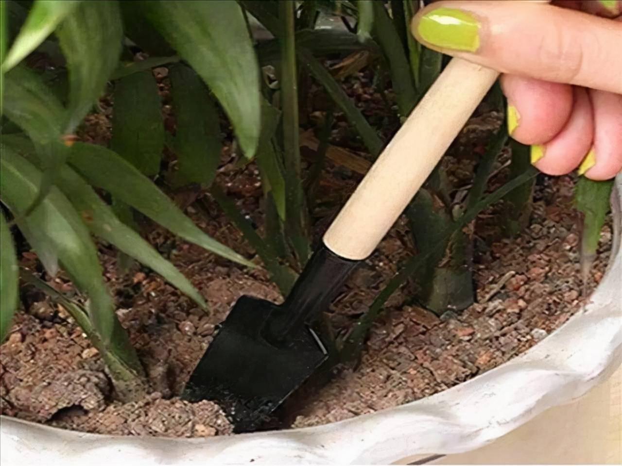 Chậu cây cảnh xuất hiện 6 điều này cần phải "cấp cứu" ngay - Ảnh 8. Chậu cây cảnh xuất hiện 6 điều này cần phải "cấp cứu" ngay - Ảnh 8.