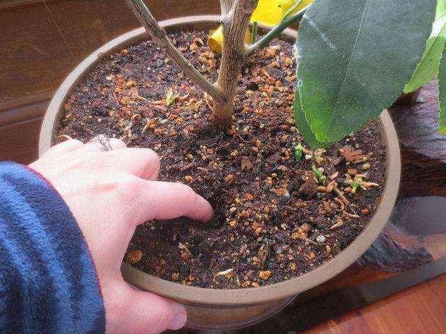 Chậu cây cảnh xuất hiện 6 điều này cần phải "cấp cứu" ngay - Ảnh 9. Chậu cây cảnh xuất hiện 6 điều này cần phải "cấp cứu" ngay - Ảnh 9.